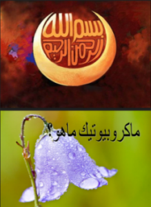 تحميل كتاب غذاء ماكروبيوتك PDF للمؤلف د. ألفت الشافعى مجانا